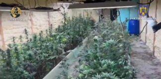 (VIDEO) Plantație de canabis descoperită într-o comună buzoiană. Ce au pățit traficanții