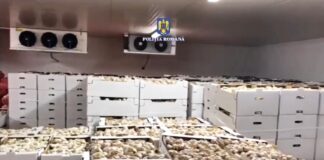 (VIDEO) 500.000 de euro, evaziune din afaceri cu usturoi. Descinderi pe bandă rulantă