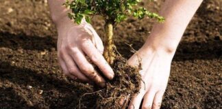 ANUNȚ DE MEDIU. Reconstrucție ecologică prin împădurire a terenurilor degradate