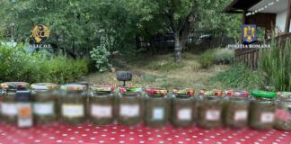 (VIDEO) Culturi de canabis descoperite de polițiștii și procurorii buzoieni. Bărbat arestat