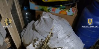 (VIDEO) Saci plini cu canabis, găsiți la percheziție. Bărbat în arest