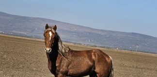 (UPDATE/VIDEO) Cal abandonat pe câmp. Apelul făcut de polițiști