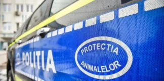 Tânăr dus la închisoare, condamnat pentru schingiuirea animalelor