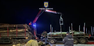 (FOTO) Încă un transport ilegal de lemne, depistat pe Valea Buzăului