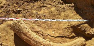 (FOTO) Descoperire unică în sudul României. Fildeș de mamut lânos, găsit la Săpoca