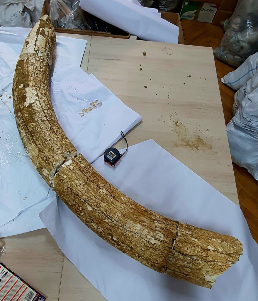 descoperire fildeș mamut lânos, fosile mamut lânos Buzău