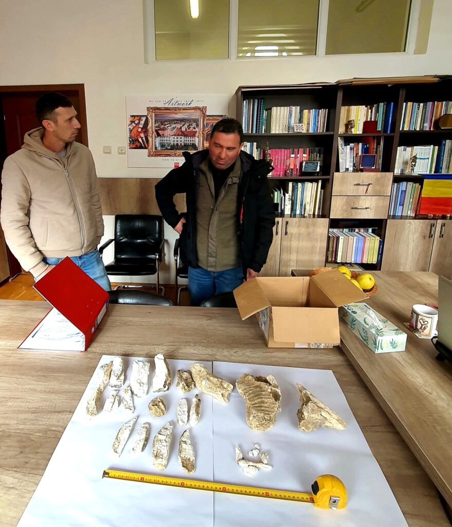 descoperire fildeș mamut lânos, fosile mamut lânos Buzău