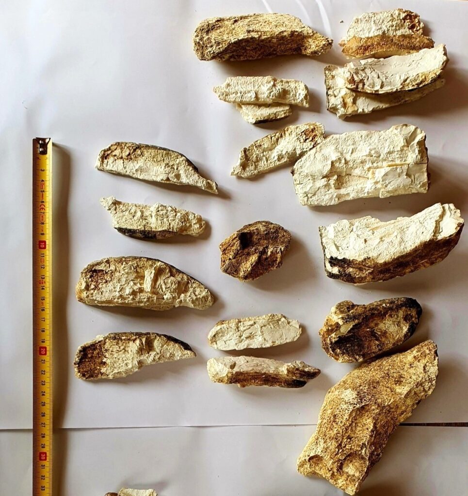 descoperire fildeș mamut lânos, fosile mamut lânos Buzău