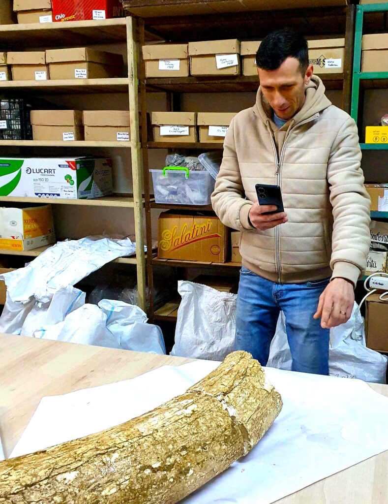 descoperire fildeș mamut lânos, fosile mamut lânos Buzău