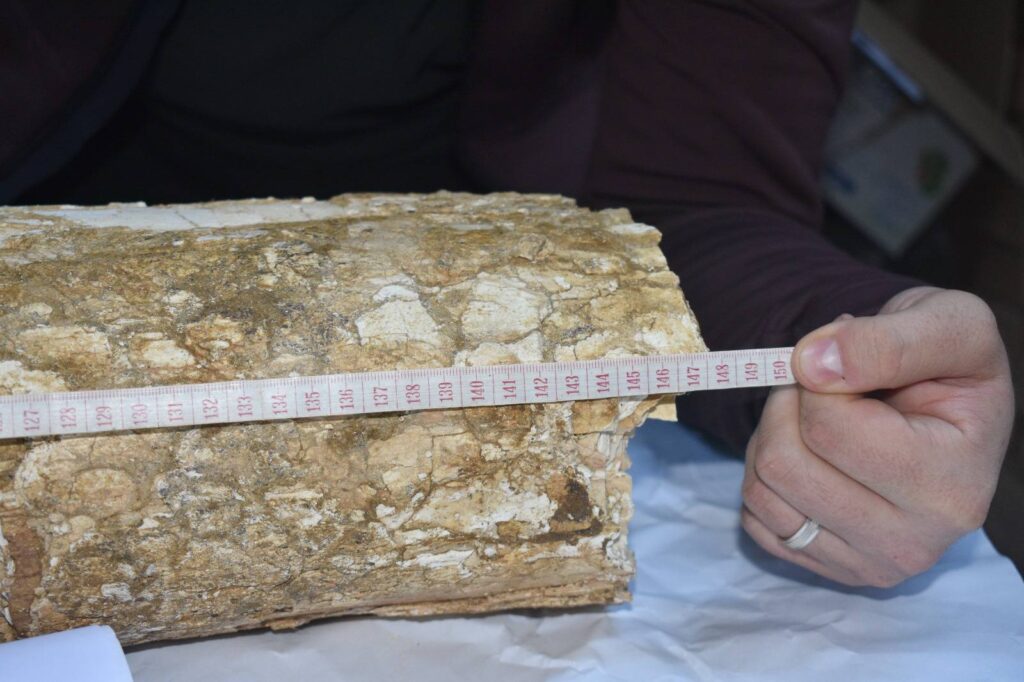 descoperire fildeș mamut lânos, fosile mamut lânos Buzău