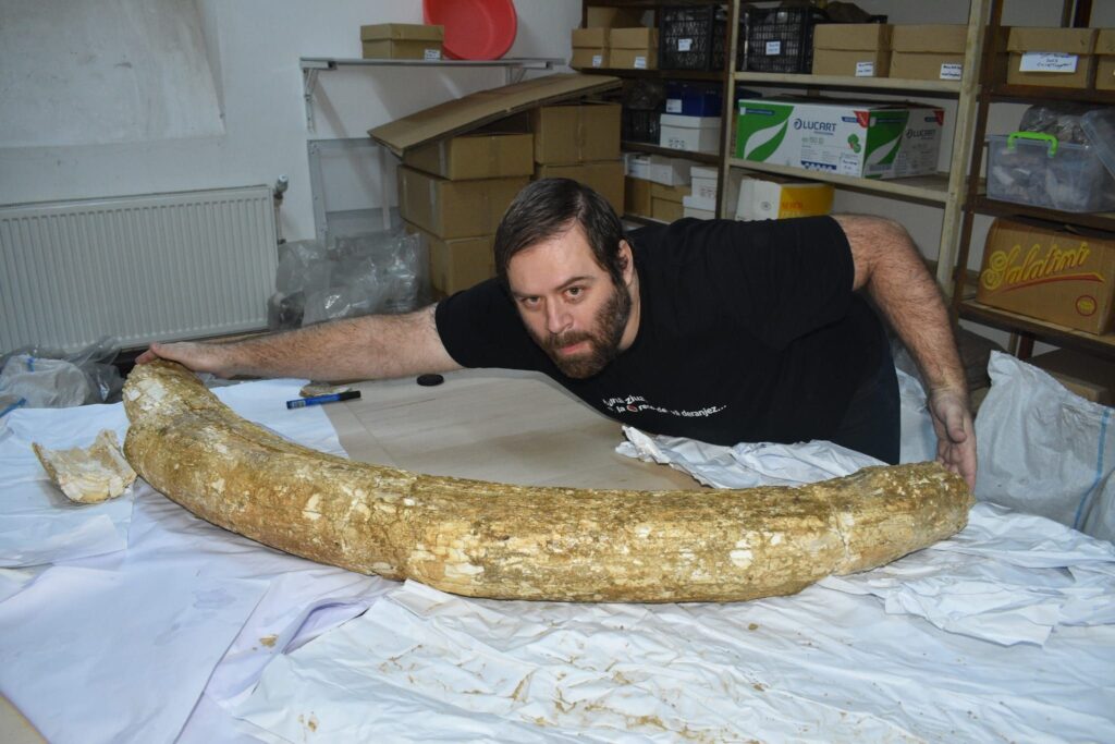 descoperire fildeș mamut lânos, fosile mamut lânos Buzău