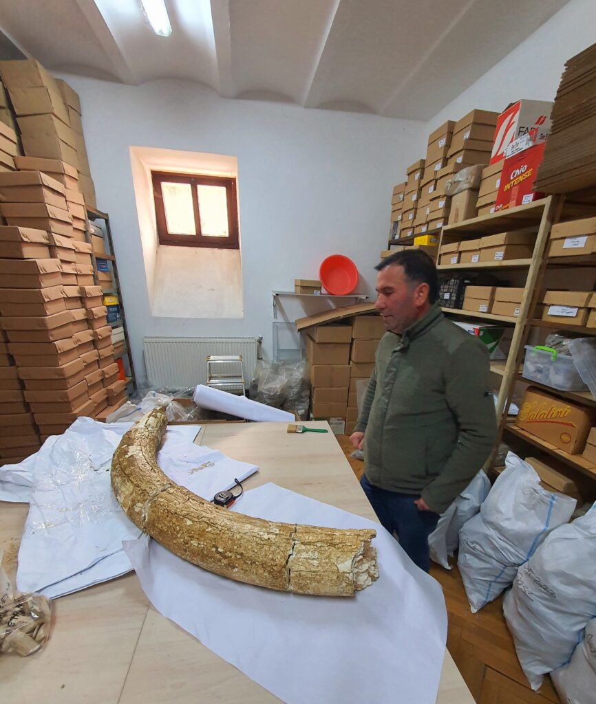 descoperire fildeș mamut lânos, fosile mamut lânos Buzău