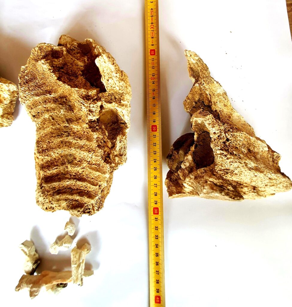 descoperire fildeș mamut lânos, fosile mamut lânos Buzău