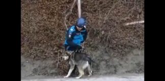 (VIDEO) Câine căzut într-o râpă, salvat de jandarmi și pompieri