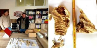 (FOTO) Noi fosile de mamut blănos, descoperite la Săpoca. Au fost duse la Muzeul Județean