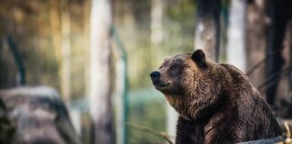 Urșii pun primarii la masa discuțiilor. Azi, dezbatere coordonată de șefia Prefecturii