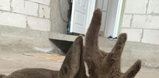 (VIDEO) Căprior rănit de mașină, salvat și eliberat. Iată povestea impresionantă!