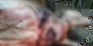 (FOTO) Încă un atac. ,,Numai o minune a făcut ca femeia să scape cu viață”