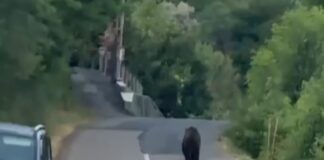 (VIDEO) ,,O să ajungem să ne fie frică să mai ieșim din casă!”