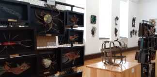 (VIDEO) „Uman + (Floră + Faună) = 81”, expoziție la Muzeul Județean. Lucrări semnate de Ileana Dana Marinescu