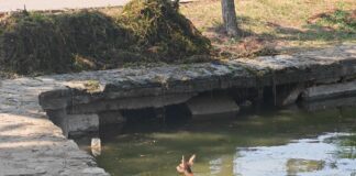 (FOTO) Pui de căprioară, în heleșteu. Misiune specială în Parcul Crâng