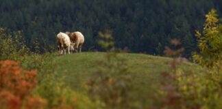 (VIDEO) Ținutul Buzăului rămâne în elita mondială a geoparcurilor UNESCO, după ce a obținut cartonașul verde pentru încă patru ani