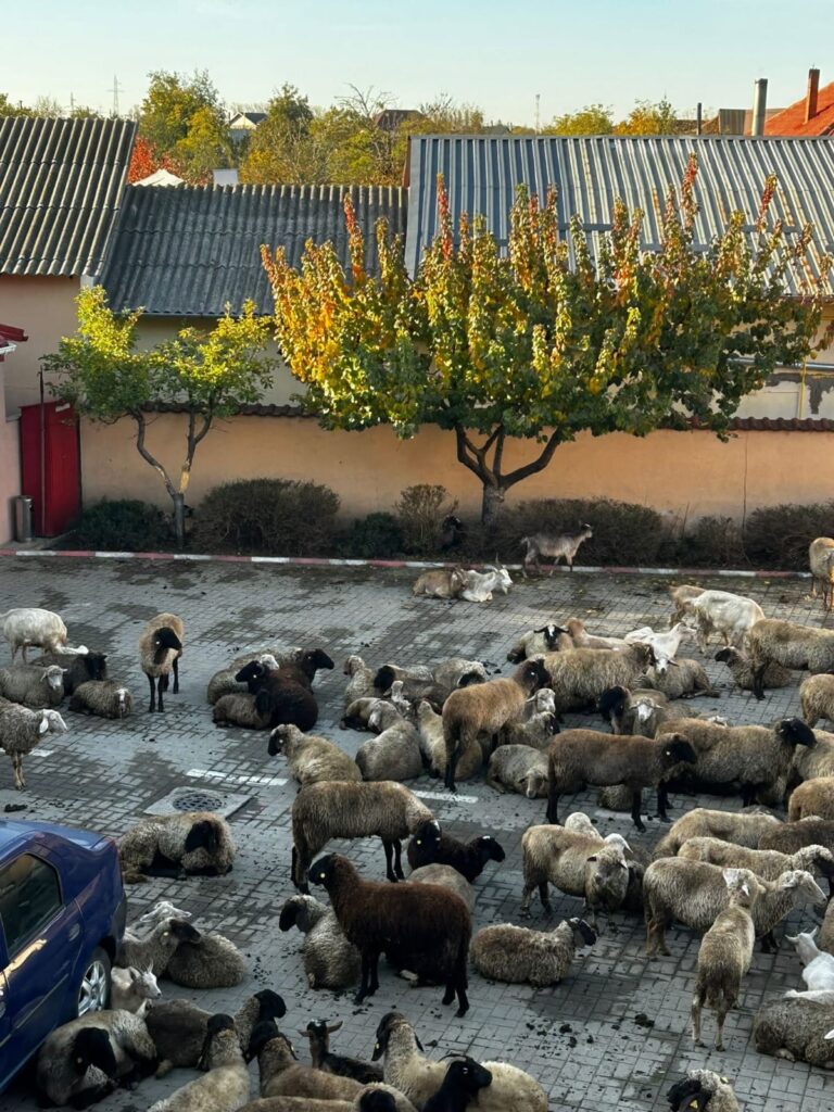 protest oi Primăria Mărăcineni, scandal oi Primăria Mărăcineni