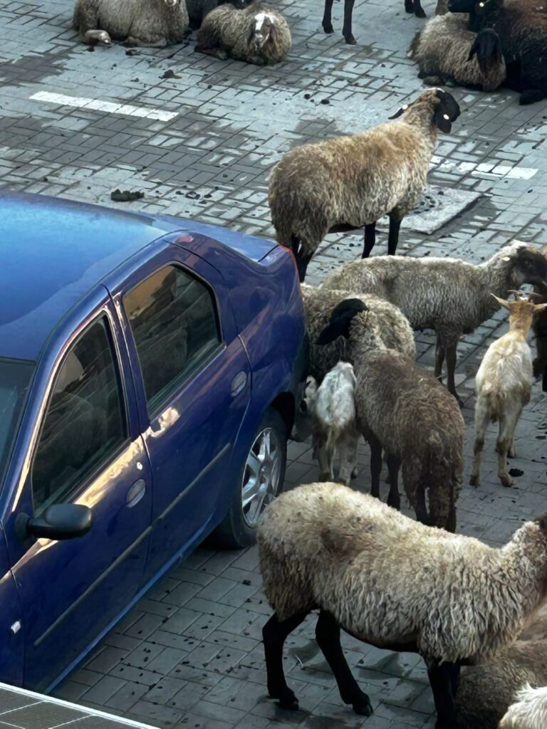 protest oi Primăria Mărăcineni, scandal oi Primăria Mărăcineni