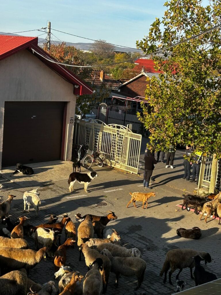 protest oi Primăria Mărăcineni, scandal oi Primăria Mărăcineni