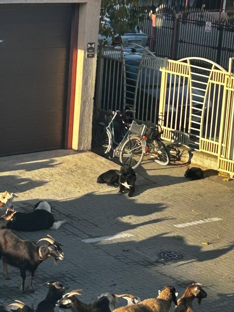 protest oi Primăria Mărăcineni, scandal oi Primăria Mărăcineni