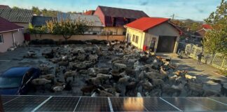 Primarul din Mărăcineni, noi precizări după protestul de ieri