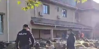 (VIDEO) Protest cu oi la Primăria Mărăcineni. Reacția primarului: Ne-am săturat de acest scandal continuu