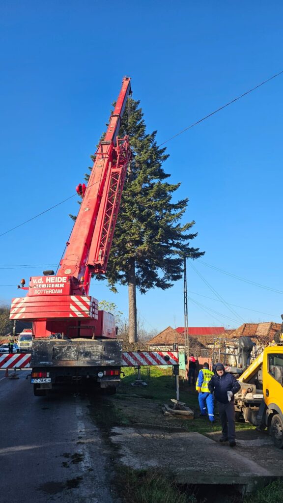 brad de Crăciun Piața Dacia 2025