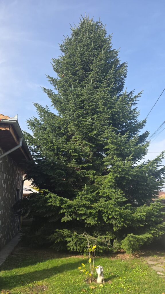 brad de Crăciun Piața Dacia 2025