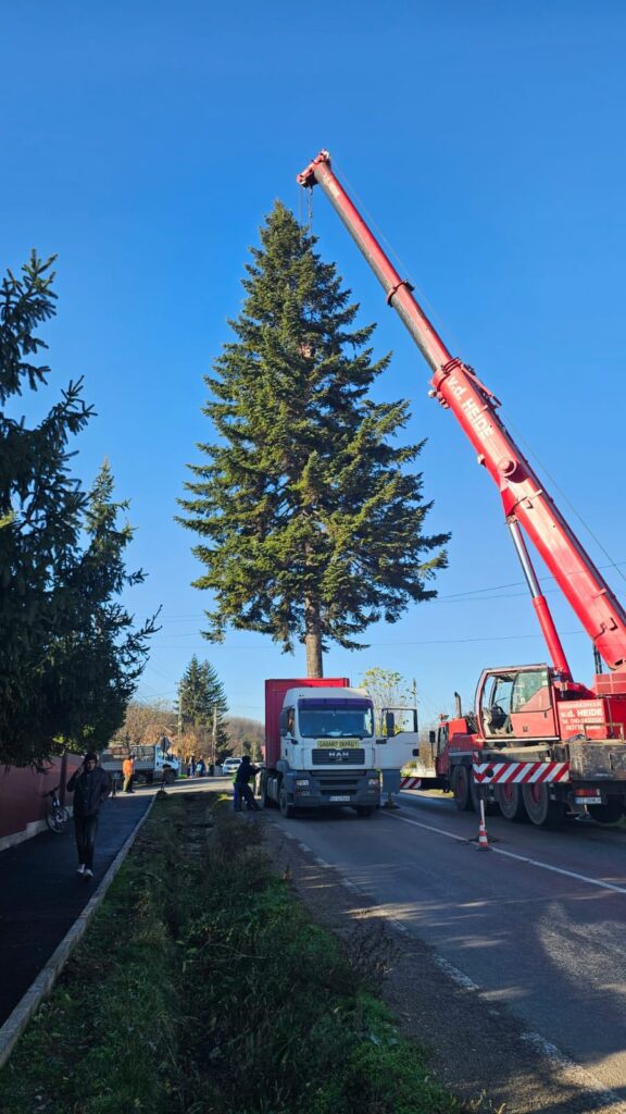 brad de Crăciun Piața Dacia 2025