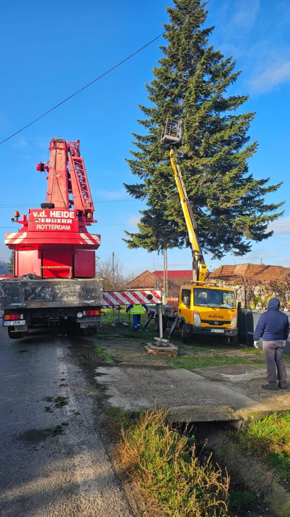 brad de Crăciun Piața Dacia 2025