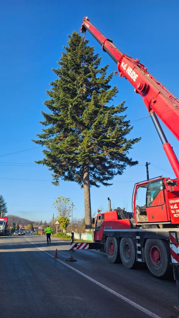 brad de Crăciun Piața Dacia 2025