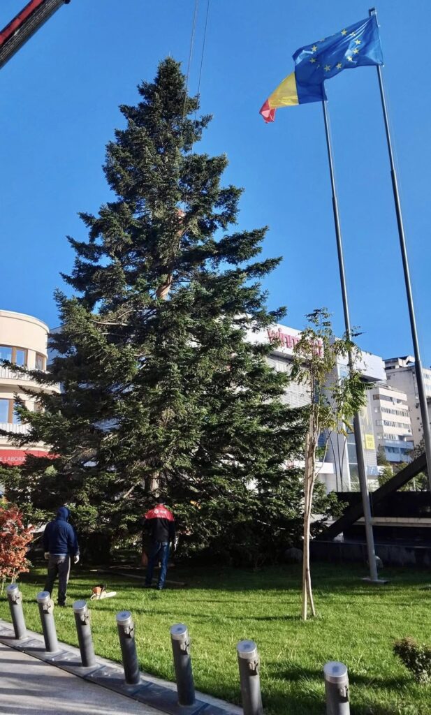 brad de Crăciun Piața Dacia 2025