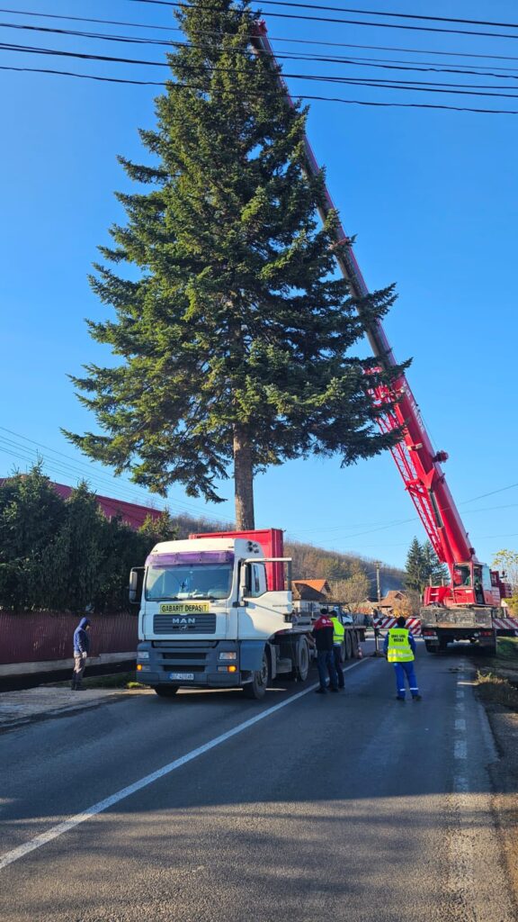 brad de Crăciun Piața Dacia 2025