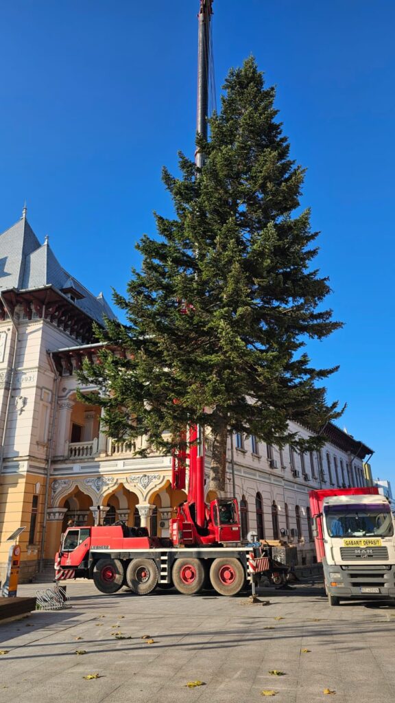 brad de Crăciun Piața Dacia 2025