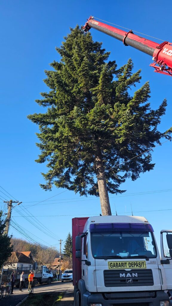 brad de Crăciun Piața Dacia 2025