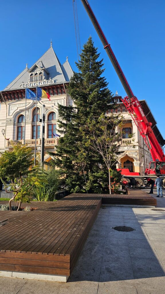 brad de Crăciun Piața Dacia 2025