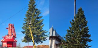 (FOTO) Povestea bradului de Crăciun din centrul orașului Buzău. Câți ani are și cine l-a donat