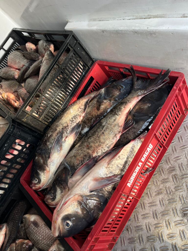 razie Pogoanele arme produse contrafăcute deșeuri periculoase