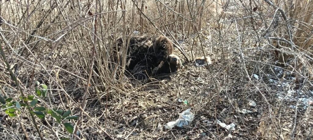 (FOTO) Urs lovit mortal de o mașină. Accidentul a avut loc în comuna Cislău 2