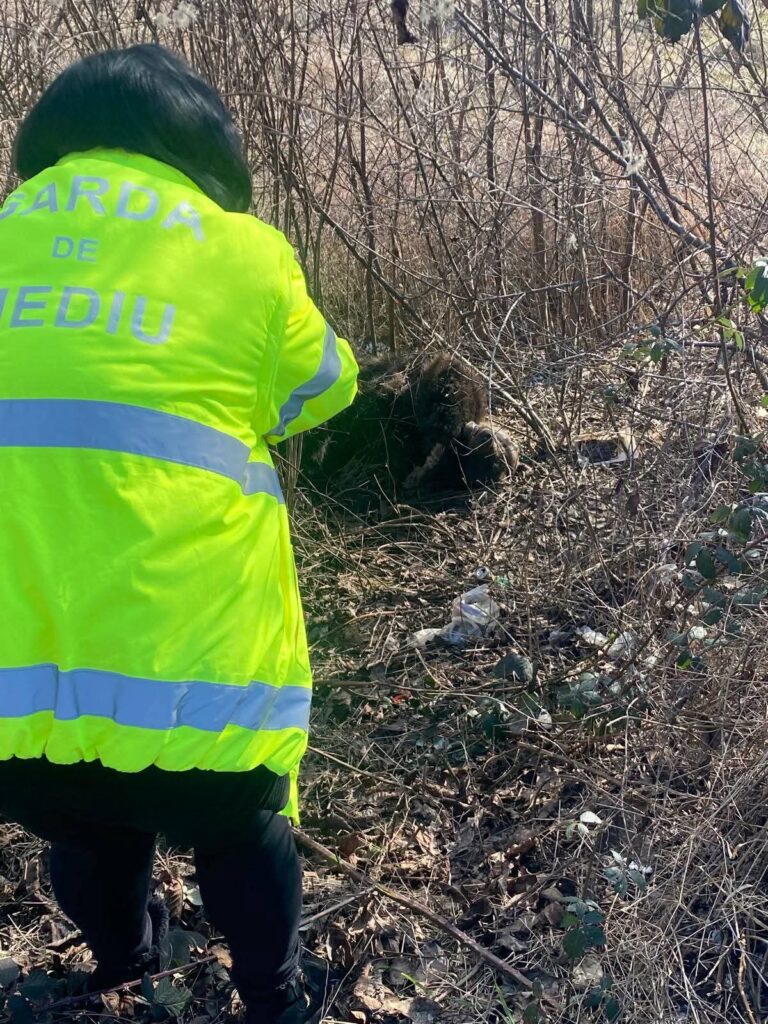 (FOTO) Urs lovit mortal de o mașină. Accidentul a avut loc în comuna Cislău 1