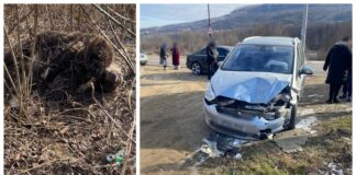 (FOTO) Urs lovit mortal de o mașină. Accidentul a avut loc în comuna Cislău