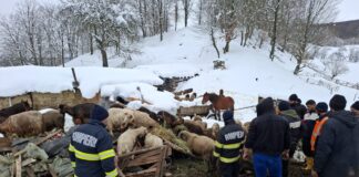 (FOTO) Misiune de salvare. Peste 200 de animale, surprinse sub dărâmături