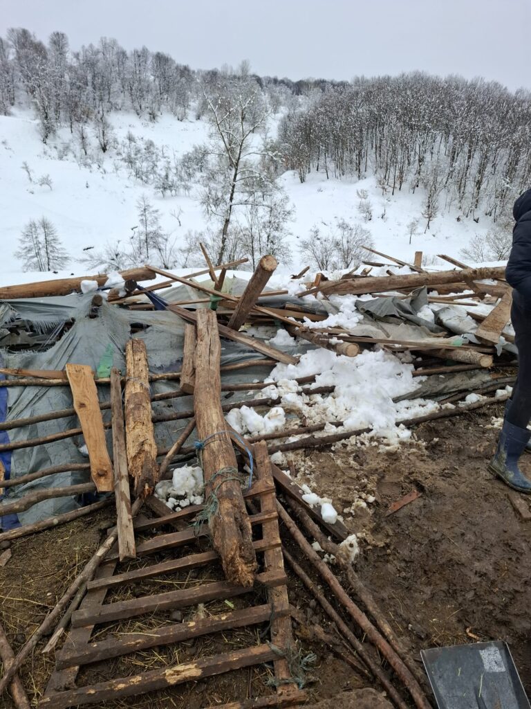 (FOTO) Misiune de salvare. Peste 200 de animale, surprinse sub dărâmături 1 misiune ISU Buzău salvare animale saivan prăbușit