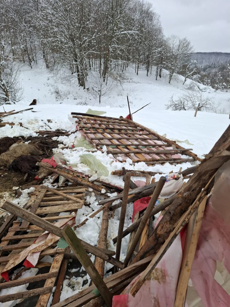 (FOTO) Misiune de salvare. Peste 200 de animale, surprinse sub dărâmături 2 misiune ISU Buzău salvare animale saivan prăbușit